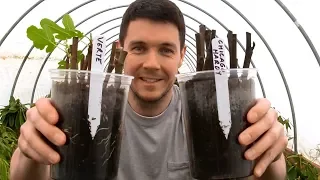 How Long Can I Store Fig Cuttings Before Rooting Them | Propagating 1 Year Old Fig Cuttings