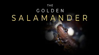 THE GOLDEN SALAMANDER - Project Presentation