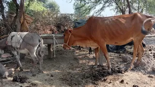 donkey and cow mating farst tim