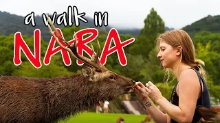 Walking with deer in NARA 奈良 | Travel vlog 20 Japan