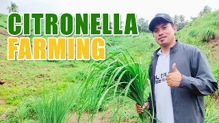 AMAZING CITRONELLA FARMING | PWEDENG KUMITA NG 3.3 MILLION SA 1 HEKTARYA NG PAGTATANIM NG CITRONELLA