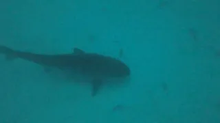 Tiger shark cruising