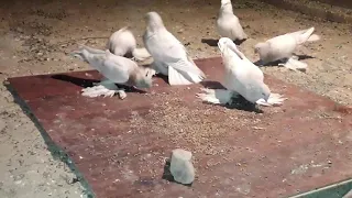 Тасман Кептерлер Голуби Pigeons