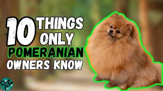 10 Things Only Pomeranian Dog Owners Understand