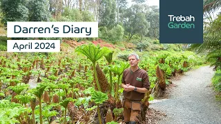 Spring Colour & Growing Gunnera | April 2024 | Darren's Diary