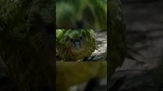 🦜Какапо, нелетающий попугай #wildlife