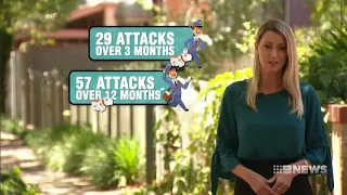 Postie Dog Attacks | 9 News Perth