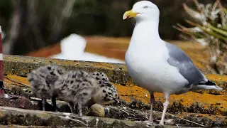 Herring Gull defending her chicks (4K)