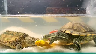 snapping turtle eating goldfish，turtle Vs goldfish