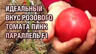 Обзор розового томата ПИНК ПАРАЛЛЕЛЬ F1 - Идеальный вкус томата