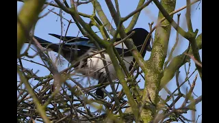 1st observation of the Eurasian Magpies nest building