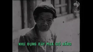 Em Đi Giữa Biển Vàng  - Thu Băng Thu thanh trước 1975  | Official Lyric Video by Hà Nội Vi Vu