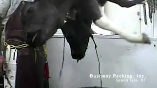 Veal Calves Slaughtered_Killed_Undercover Video_MFA