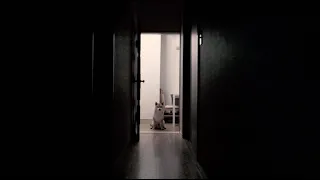 THE DOG | Best Horror Short Films of 2022