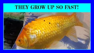 Episode 89 - How Fast Do Comet and Shubunkin Goldfish Grow? (They aren't small aquarium fish!)