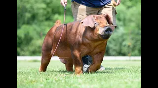 AUTHORITY - Duroc Boar at Shaffer's Goldrush