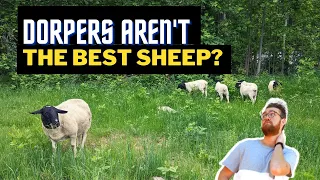 You've Been Lied to About Dorper Sheep