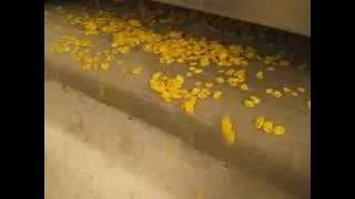 corn chips process line