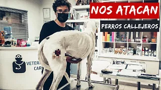 ⚠ 3 PERROS Callejeros nos ATACAN | Viajando en Furgoneta CAMPER por GRECIA