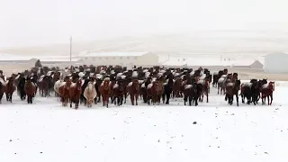 Hundreds of horses running through snow create magnificent view