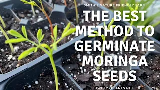 The BEST method for germinating Moringa seeds.