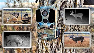 🔥Review: Ceyomur CY65 Trail Camera. 1 month of Testing and Samples.🔥