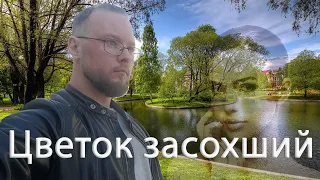 Засохший цветок