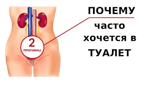 Что делать, если часто хочется в туалет / Ноктурия