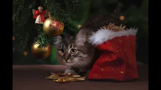 OMG So Cute Cats ♥ Best Funny Cat Videos 2020