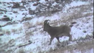 Козерог- сибирский горный козёл