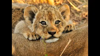 Cute lion cubs give their best roar with mom