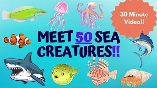 Meet 50 Amazing Sea Creatures!!!