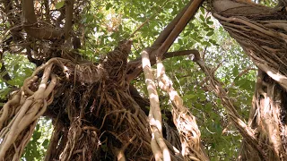 Strangler Fig