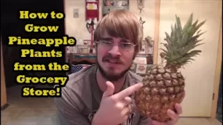 How to Grow a Pineapple Plant from the Grocery Store (Grocery Store Growing Ep. 6)