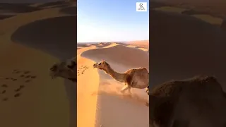 camel in desert Dubai