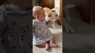 Dog gets a little too excited around baby 🤣 (🎥: ViralHog)