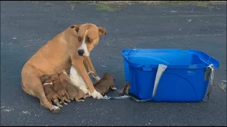 Abilene animal rescue group saves dog, 9 puppies dumped in church parking lot