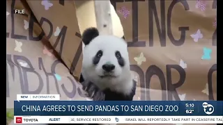 China plans to send San Diego Zoo more pandas this year, reintroducing panda diplomacy