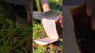 Water Taro root testing [A550]
