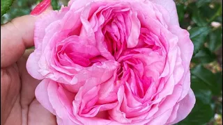 Full Garden Tour | Kordes-Meilland-David Austin Roses and More