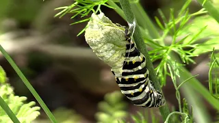 Black Swallowtail Caterpillar Eats Dill & Turns Into Chrysalis