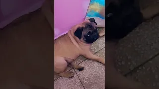 #pug #dog #doglovers #pugtitu #petlover #puglife #funnyvideo #cutepuppy #love #youtubeshorts #video