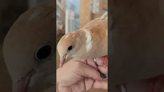 Very Friendly Orange Pearl Ringneck Dove. 🥰