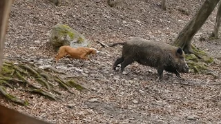 Trening pasa na divlje svinje