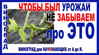 🍇 Чтобы уродил Виноград! Обязательная обломка зеленых побегов. Формировка плодового звена для урожая