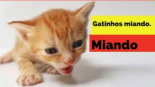 Gatinhos miando. Sons de miado de gatinho de alta qualidade para encontrar seu gato. Muitos gatinho