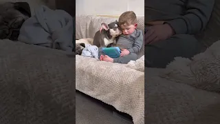 Frenchie and Toddler Are The Best Of Friends 🥺❤️ (🎥: TT/ sophmac98)
