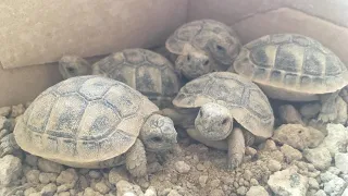 Cuidados tortugas de tierra bebés!!🥚🐢