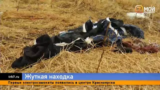 Под Красноярском на заброшенном участке нашли обглоданное собаками тело 48 летнего мужчины