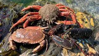 Amazing Underwater Foraging - Crabs, Lobster and Octopus with beach fire Cookup | The Fish Locker